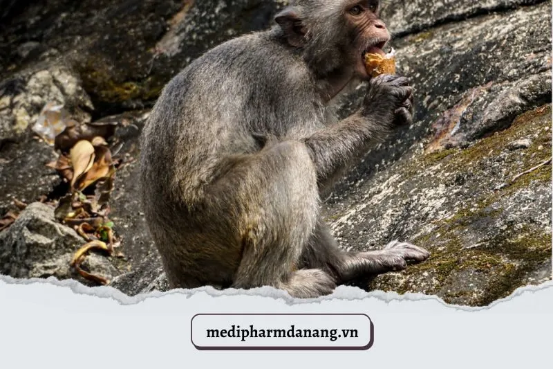 Đảo Khỉ Đà Nẵng