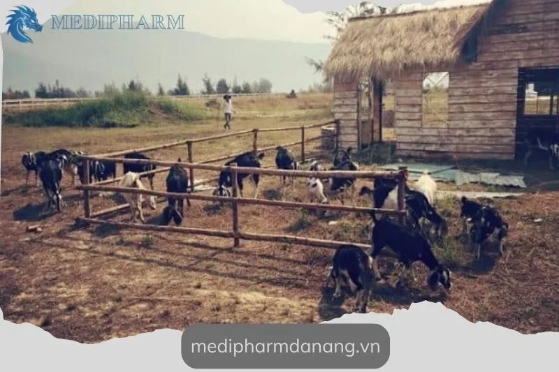 nhung-luu-y-can-nho-khi-tham-quan-thuan-phuoc-field